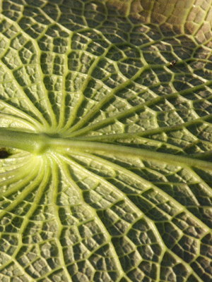 spiny leaf veins